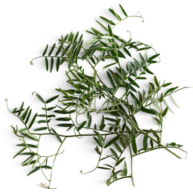 ASSORTIMENT de 5 saveurs - Tisane Inuit - Délice boréal